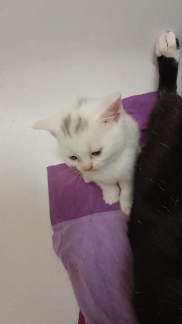 Pişiklər: Erkək, Dişi, Yaxşı əllərə, Ünvandan götürmə, Ödənişli çatdırılma, Rayonlara çatdırılma — 11