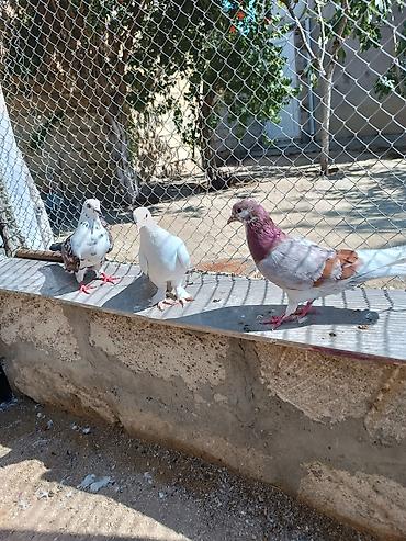ucuz goyərcinlər: Quşlar hamısı bir yerdə satılır. Tam sağlam normal uçan quşlardı — 1