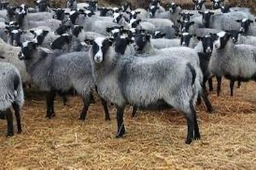 кармушки для овец: Продаю | Овца (самка), Ягненок, Баран (самец) | Романовская | На забой, Для разведения | Племенные, Матка, Ярка