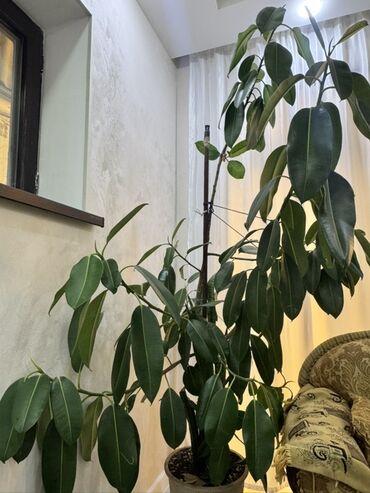 Otaq bitkiləri: Böyük ölçülü otaq bitkiləri dəsti - Fikus elastika (rezin ağacı) — 2