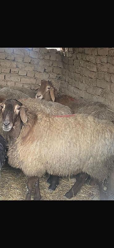 Баран, овца: Продаю | Овца (самка) | Арашан | Для разведения | Ярка — 7