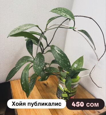 Хойи: Хойя (Hoya) - Хойя публикалис сплэш –Цена: 450 сом. - Хойя Мередити — 2