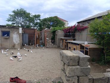 Bağ evlərinin satışı: Bakı, Corat, 260 kv. m, 6 otaqlı, Artezian quyusu, İnternet, Qaz -da lalafo.az — 13 Bağ evlərinin satışı: Bakı, Corat, 260 kv. m, 6 otaqlı, Artezian quyusu, İnternet, Qaz — 13