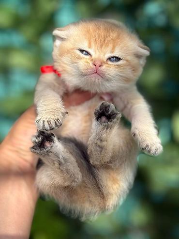 Pişiklər: Britan — 5