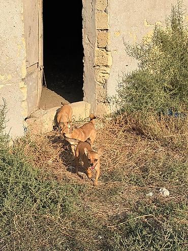 i̇t zvanok: 10 ay, Peyvəndli — 2