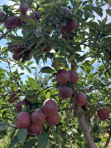 Яблоки: Яблоки — 7