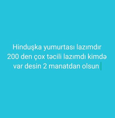 hinduska balasi: Самка, Holland, Amerika, Kanada, Для яиц, Платная доставка, Бесплатная доставка, Доставка в районы