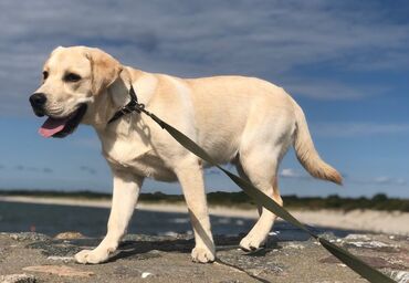 labrador balasi: Labrador-retriver, 5 ay, Erkek, Peyvəndli, Ünvandan götürmə