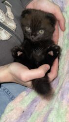 где можно купить шотландского вислоухого котенка: Скотиш Фолд (Шотландская вислоухая), 1 месяц, Мальчик, Черный, Приучена к лотку