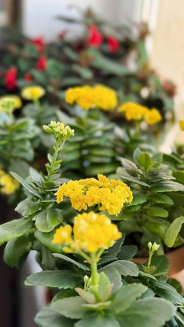 kalanxoe: Sarı çiçəklənən Kalanxoe (Kalanchoe blossfeldiana) – saksı bitkisi - — 1