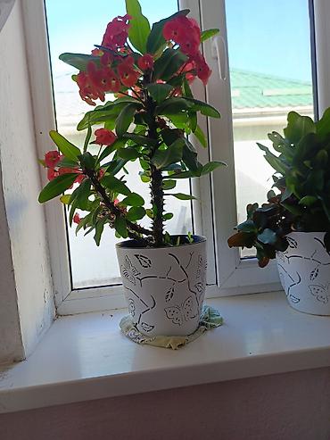 Другие комнатные растения: Срочна ❗ Комнатный гулдордун турлору коп. Баарын жакшы баада берем — 4