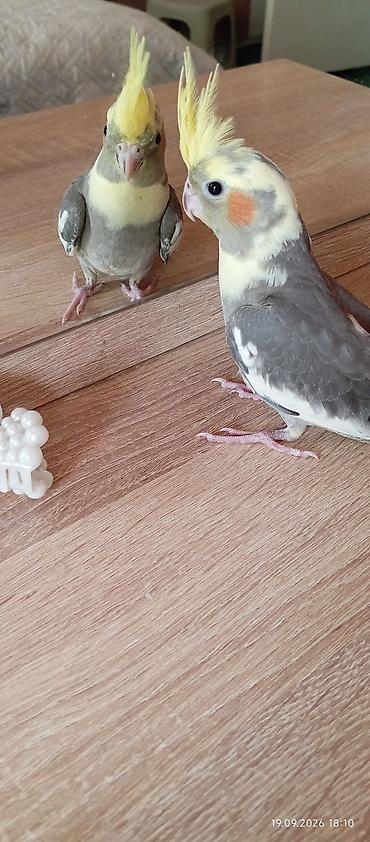 tutuquşu: Saglam karella balaları satılır ana karella və iki bala. balalar 2 — 7