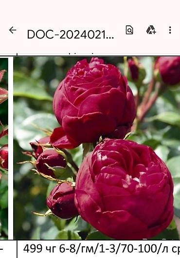 Садовые цветы и кустарники: Корни роз - Крупноцветковая чайно-гибридная роза с — 12