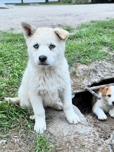 купить домик для собаки: Пристраиваються 3 миленьких щеночка Им примерно 1,5-2 месяца