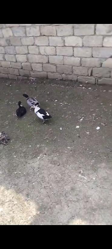 hava kompresoru satilir: 2 eded lal ördek 3 eded cır ördek cem qiymet 70 manat Məhsul — 2