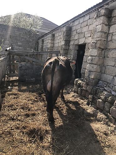 simental cinsi: Salam. İnək 4-5 qarıdı.Yelinin bir bala üçündü digər 3 yelidə 9 l süd — 6