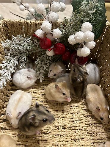 Хомяки: Продаются хомячки джунгарские, сирийские, ангорские пушистые хомячки — 5