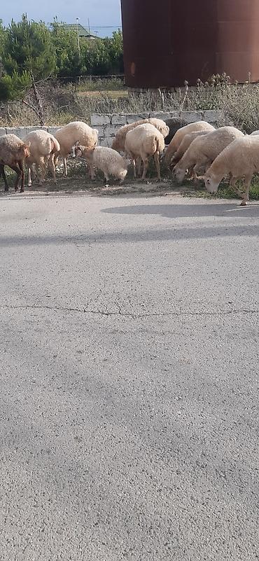 Mal-qara: Salam 12 qoyun 1 qoç hamısı cavan və sağlam heyvanlardı əksəriyyəti — 1