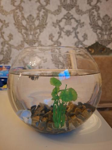 akvarim: Şüşə akvarium dəsti içindəki aksesuarlarla birlikdə satılır — 7