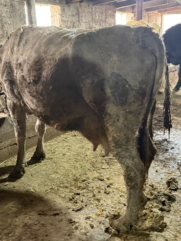 Коровы, быки: Продаю | Корова (самка) | Симментальская | Для молока — 16