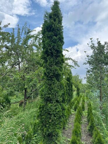 Декоративные цветы: 🌿 Сапаттуу көчөттөр Ноокаттан! Европадан алып келинип, өзүбүздүн — 6