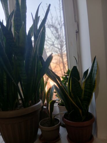 Драцены и Сансевиерии: Большой выбор Сансиеверии цены от 500 — 5