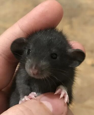 Крысы: Готовы к продажи маленькие крысята породы Дамбо,сиамские черные и