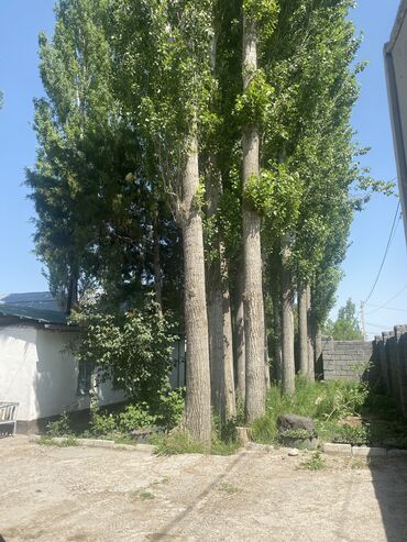 деревянные оружия: Дрова Тополь