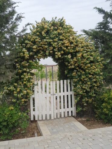 Bağ evlərinin satışı: Bakı, Nardaran qəs., 82 kv. m, 3 otaqlı, İnternet — 1