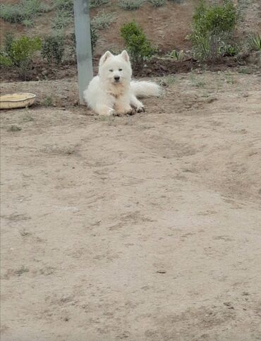 İtlər: Samoyed, 1 il, Erkek, Peyvəndli, Pulsuz çatdırılma