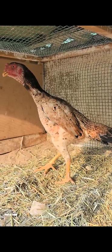 Куры, петухи: Продаю | Куры | Бойцовая | Для разведения — 4