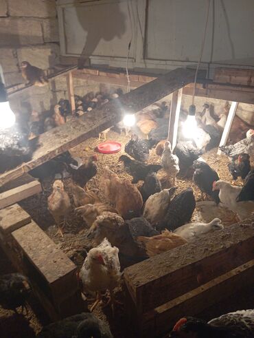 Cücələr: Toyuq cücələri, Ətlik — 4