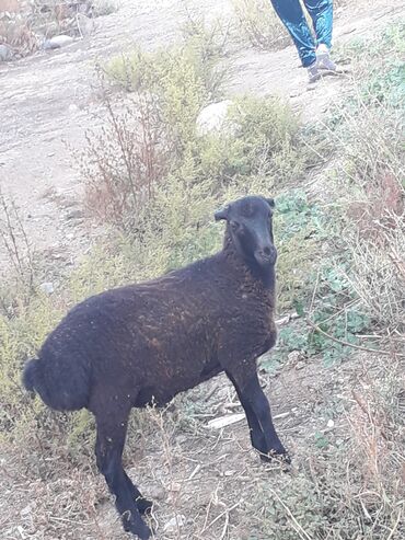 quzu qiymətləri: Çox tecili satılır erkey quzu qiymetinde endirim olacağ Real alcılara