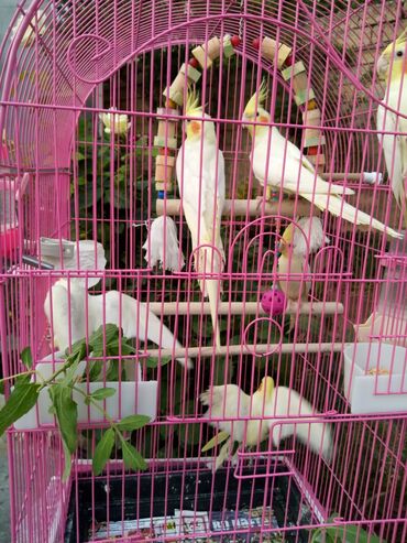 Tutuquşları: Bala var əl qusu var qiymetleri 45 Azn hamsin alana endirim tam — 4