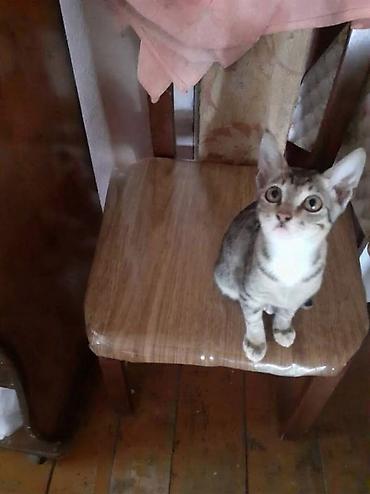 pisik səkilləri profil ucun: Lənkəranda etibarlı əllərə bala pişik🐈🐈🐈sahibləndirilir.Şirin, insana — 1