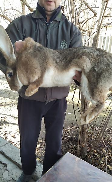 Dovşanlar: FLANDR (Belçika nəhəngi) – İri ölçü, yüksək gəlir! Təmiz qanlı Flandr — 9