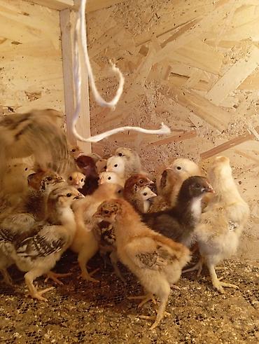 Куры, петухи: Продаю | Цыплята | Для разведения — 7