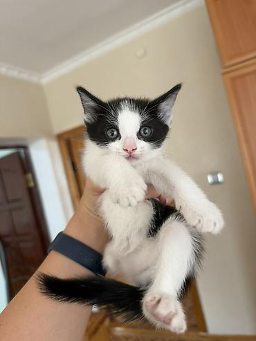 Отдам даром котят, приучены к лотку и едят корм . Все малыши умные и
