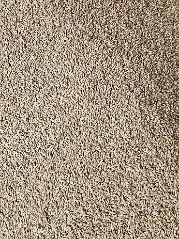 Корма для с/х животных: Силос, буудай, беде спарцет арпа урук та бар сатылат. Сапаты жакшы — 3