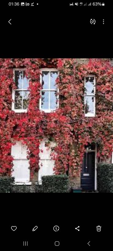 Садовые цветы и кустарники: Саженцы цветка: Плющ, Самовывоз — 7