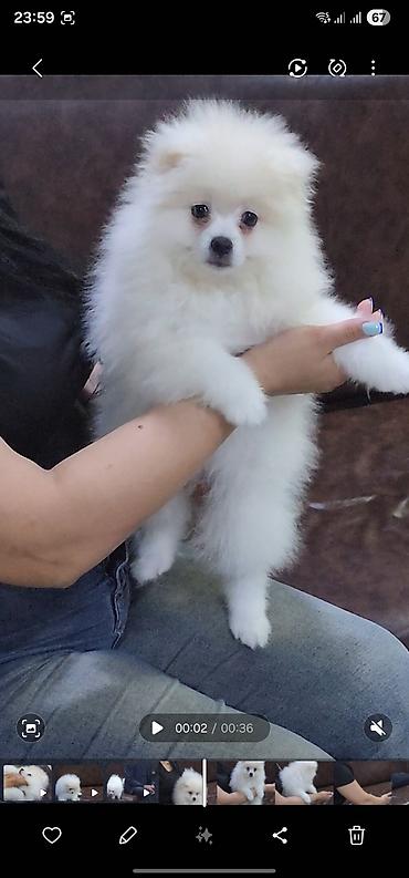 heyvan evleri: Məhsul: Pomeranian Spitz balası - Rəng: qar kimi ağ - Xəz: sıx — 3