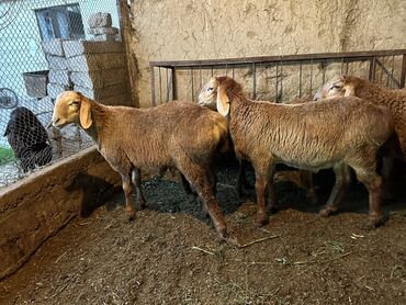 Бараны, овцы: Продаю | Ягненок | Арашан | Для разведения | Племенные