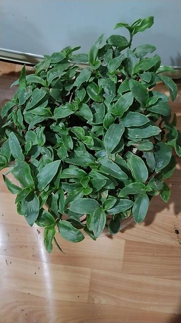 делал: Традесканция (Tradescantia fluminensis/сп. «зелёная» с фиолетовой — 4