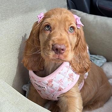 🐾 Ev heyvanlarının gəzdirilməsi və qayğı xidməti 🐶🐱 İş, dərs və ya lalafo.az -da 🐾 Ev heyvanlarının gəzdirilməsi və qayğı xidməti 🐶🐱 İş, dərs və ya
