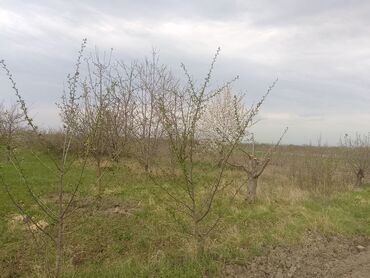 Torpaq sahələrinin satışı: Kənd təsərrüfatı — 26