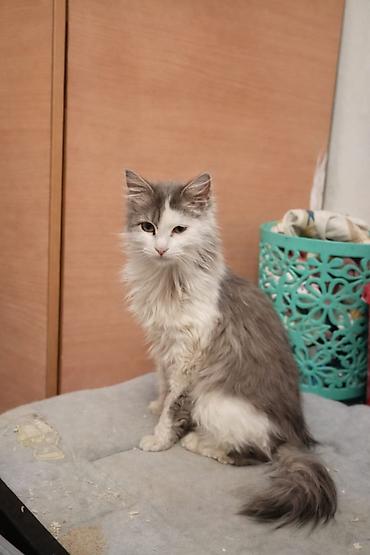 Кошки: Кошка даром: Беспородная, 2 года, Девочка, Приучена к лотку — 4