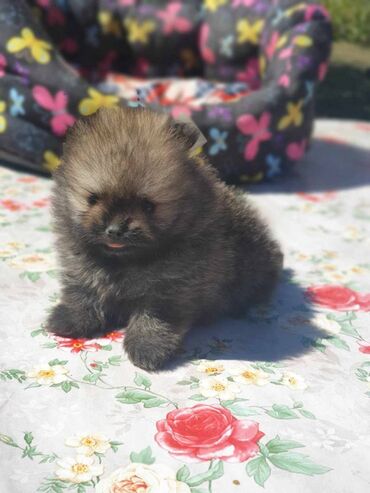 Psi: Oduševićemo vaša srca predivnim Pomerancima iz našeg pažljivo — 12