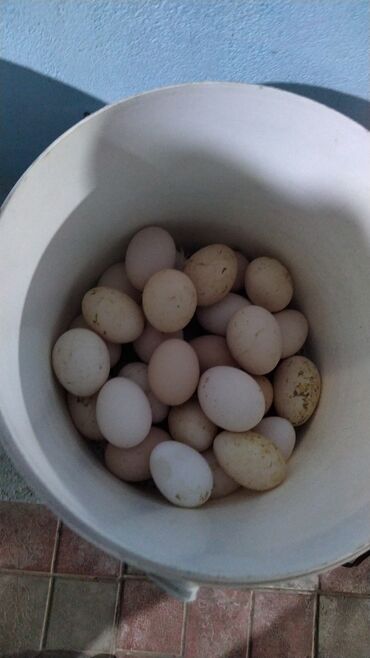 yumurtalar: Təmiz ev toyuqunun yumurtası