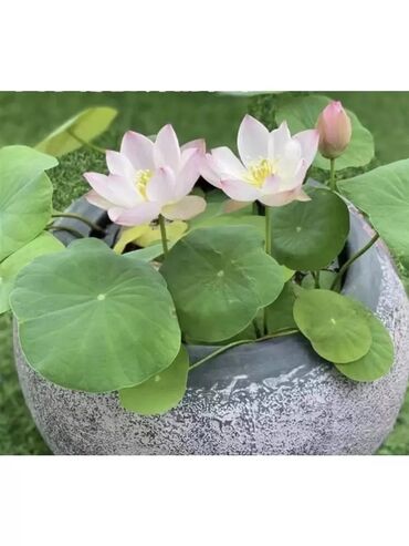 Декоративные цветы: Дикий виноград вьющийся, плетущийся как плющ Саженцы дикого винограда — 16