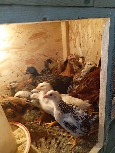 Куры, петухи: Продаю | Цыплята | Для разведения — 10